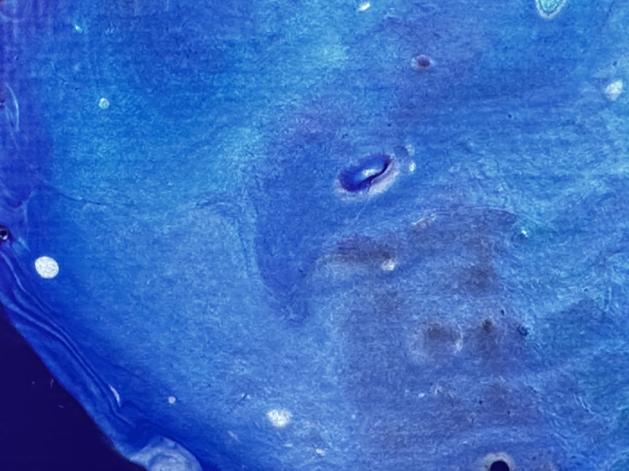 Close-up: ring and cell formations in Bioluminescent