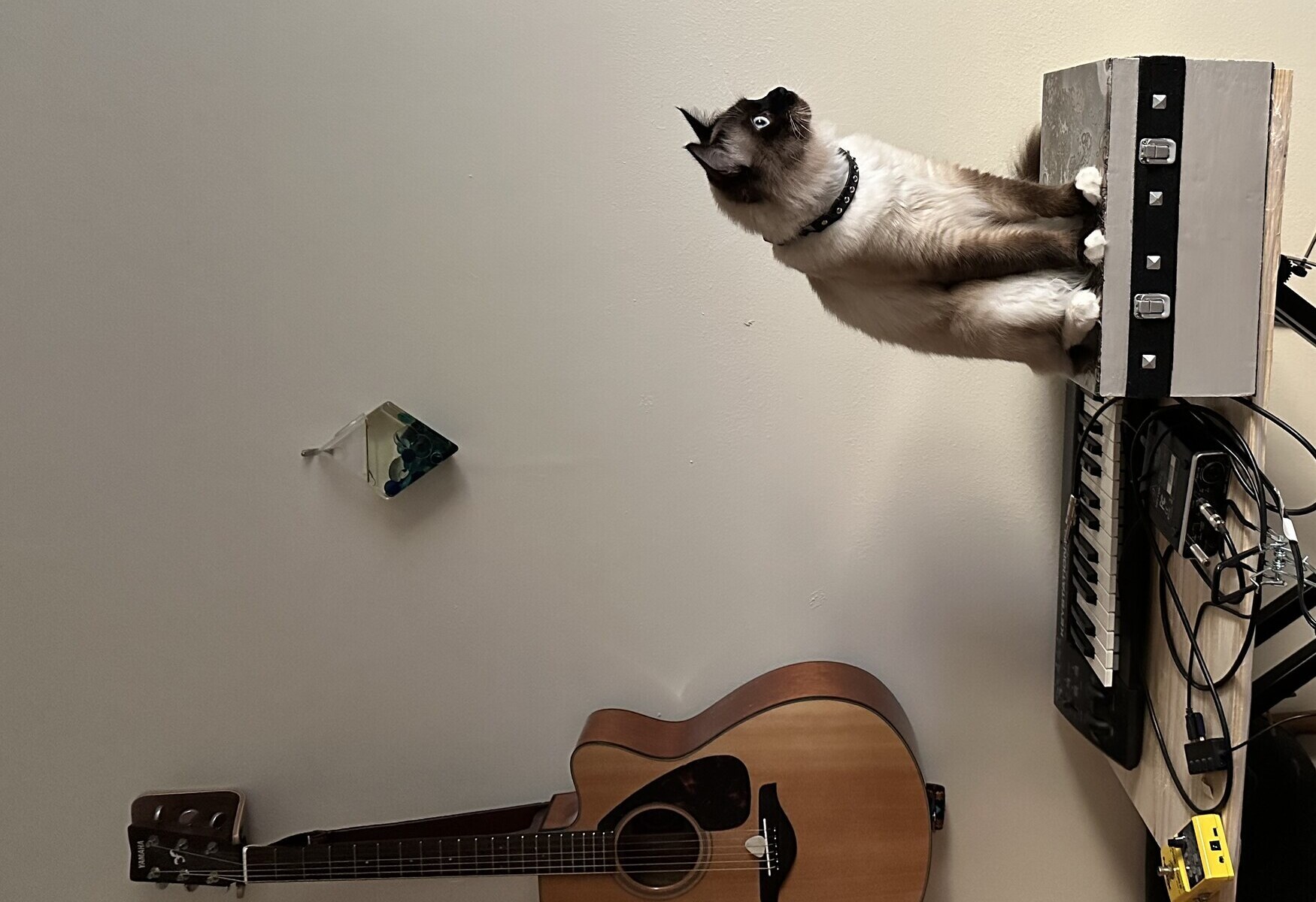 Pax the ragdoll cat on his box in the music room, guitar and art on the wall behind him