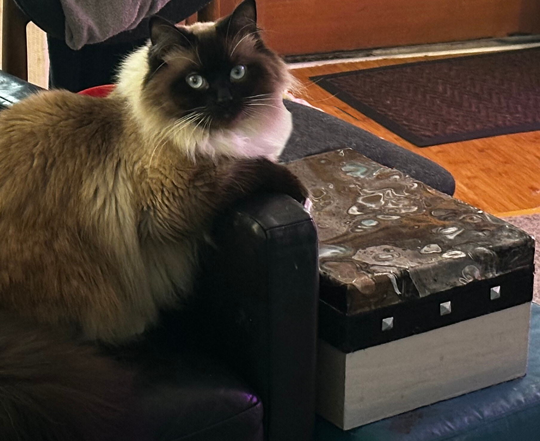 Pax the ragdoll cat next to his box, showing the studs, pour top, and natural wood base