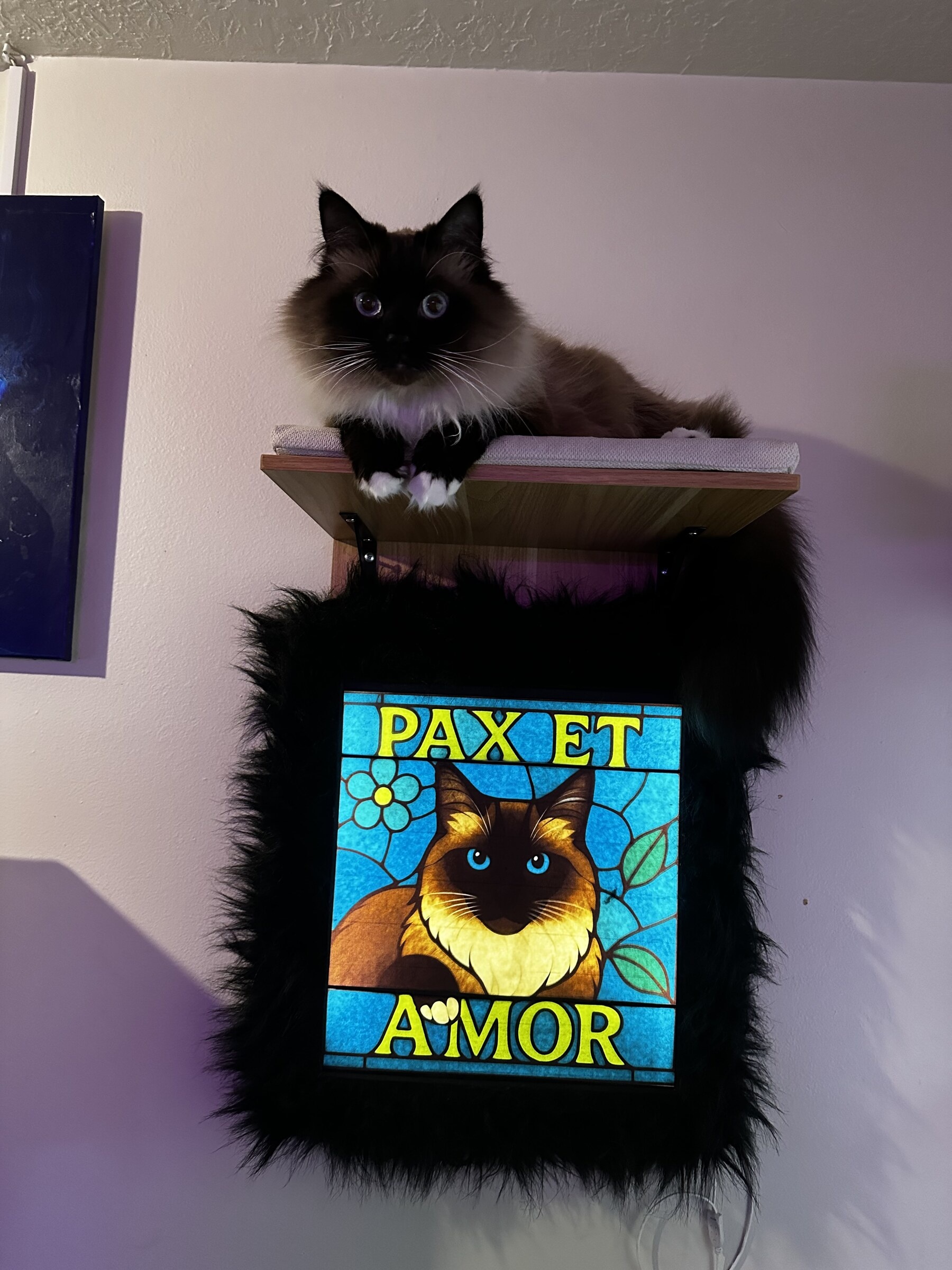 Real Pax the ragdoll cat sitting on a shelf above the lit Pax et Amor lightbox